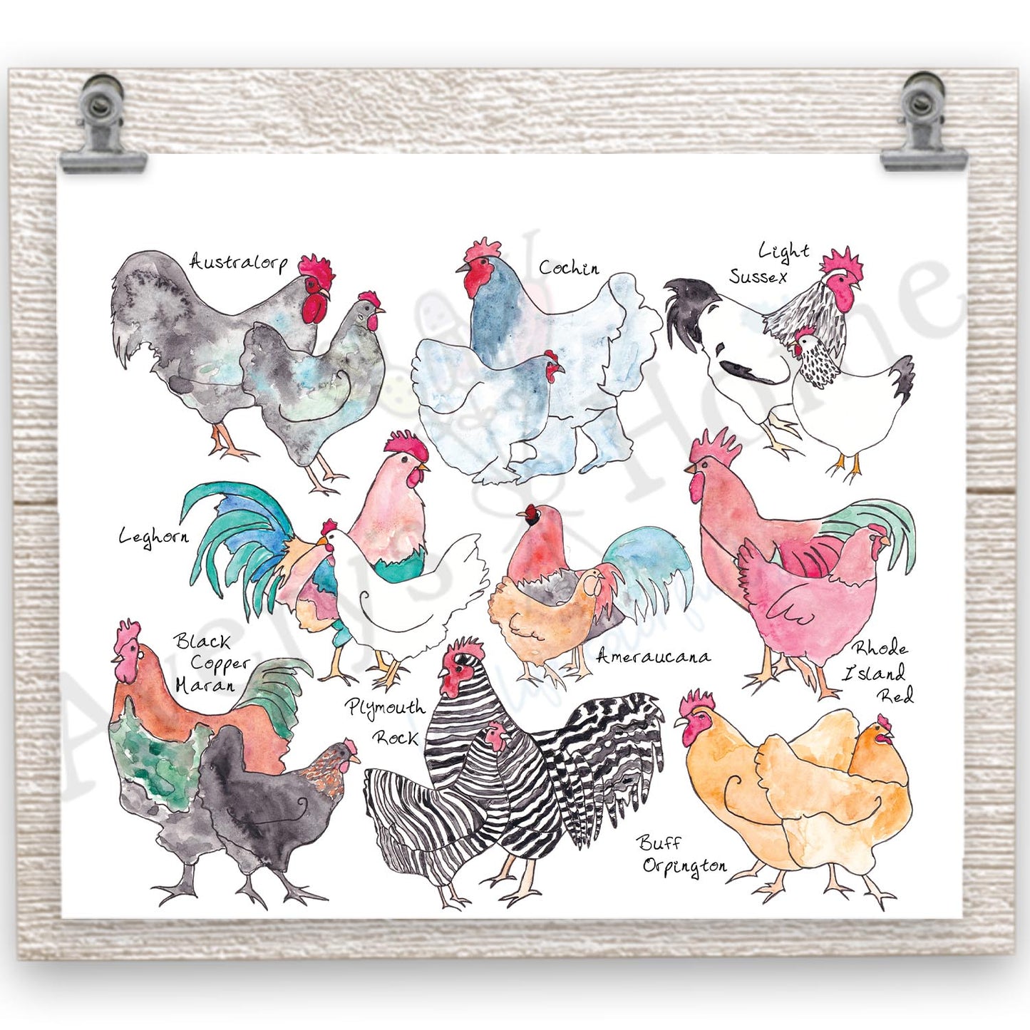 Chicken Breeds 20 oz Tumbler