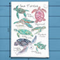 Sea Turtle Breeds Tea Towel – Peaceful Ocean Decor