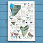 Shark Teeth Collector Tea Towel – Collector Chart Gift