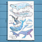 Whale Species Tea Towel – Educational Ocean Decor