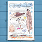 Sandpiper Bird Facts Tea Towel – Shoreline Decor