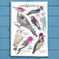 Woodpecker Species Garden Kitchen Décor Tea Towel