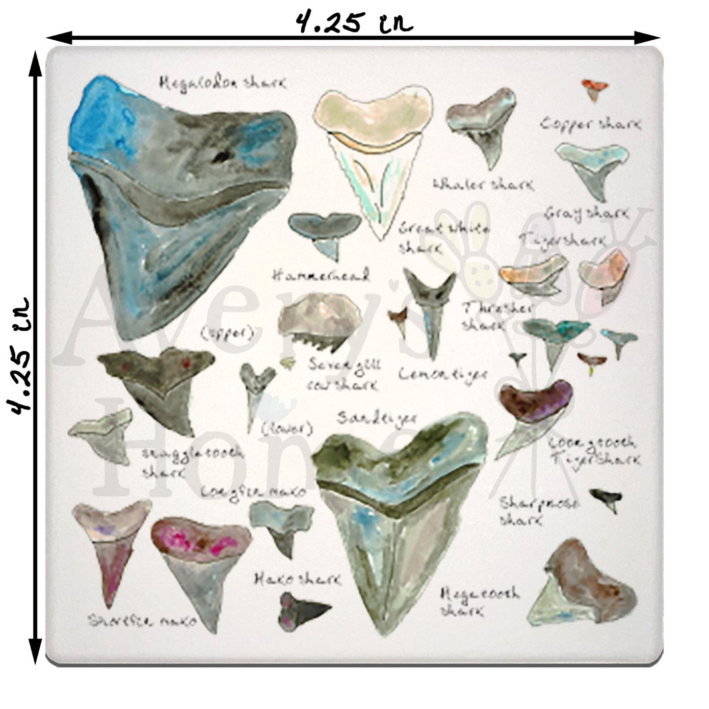 Shark Tooth Collector Stone Coaster