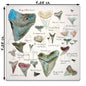 Shark Tooth Collector Stone Coaster